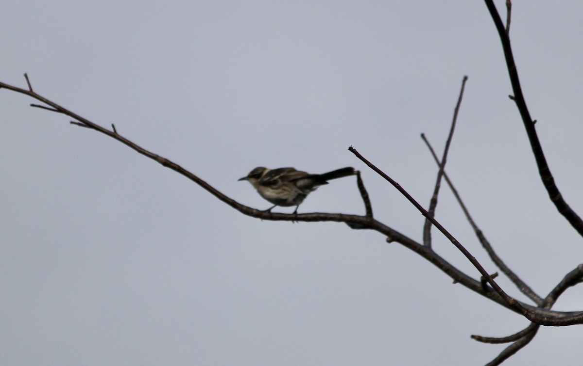 Galapagos Mockingbird - ML611905030