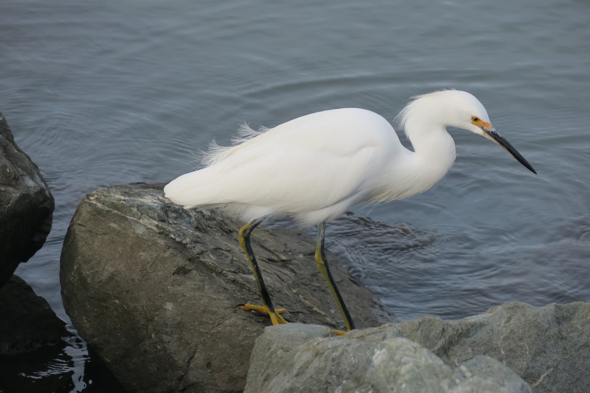 Snowy Egret - ML611905054