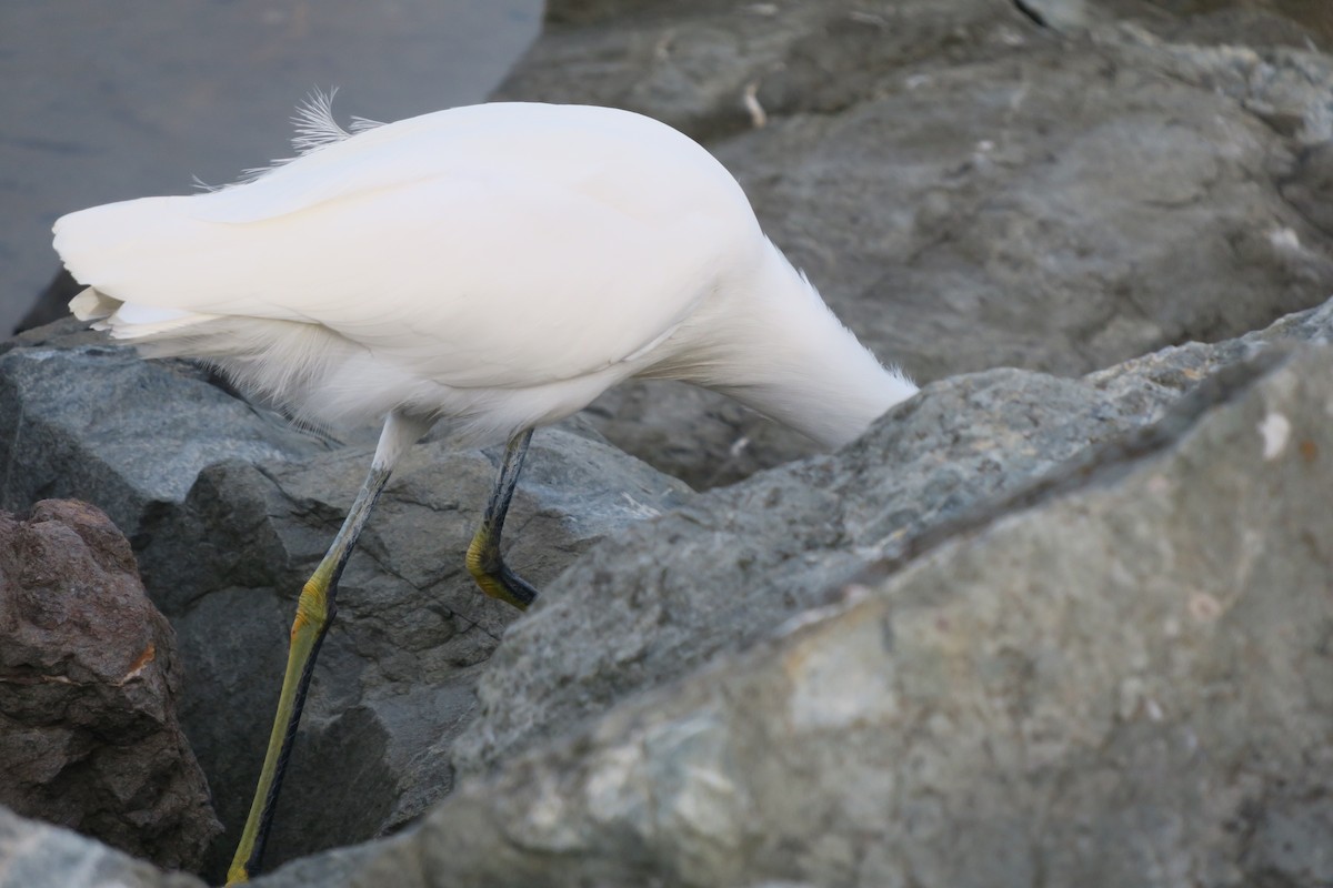 Snowy Egret - ML611905055