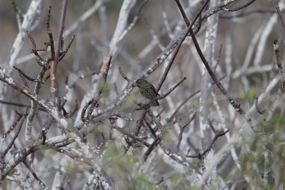 Small Ground-Finch - Raymond Nojek