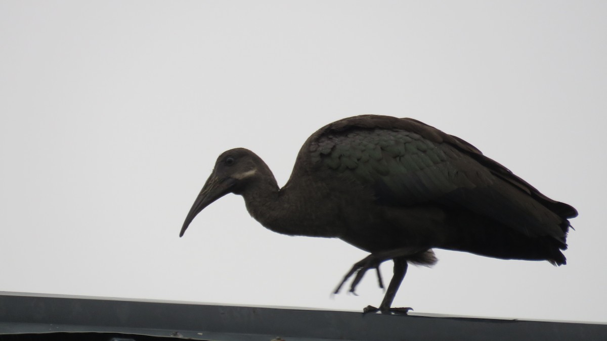 Hadada Ibis - ML611905070