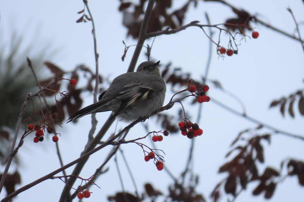 Townsend's Solitaire - George Levtchouk