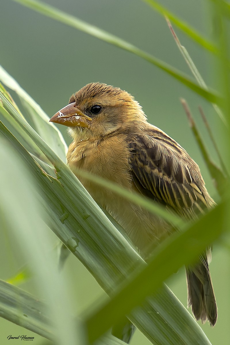 Baya Weaver - ML611905171