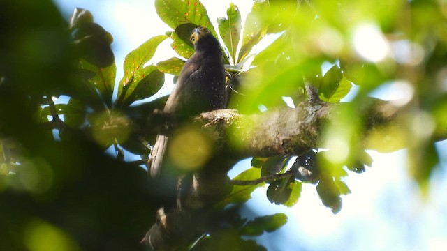 Andaman Serpent-Eagle - ML611905219