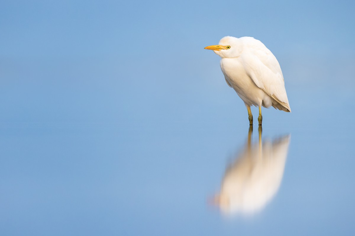 Western Cattle Egret - Ryan Sanderson