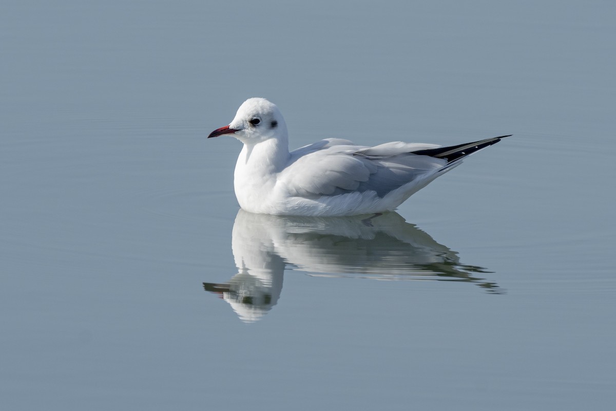 Mouette rieuse - ML611905338