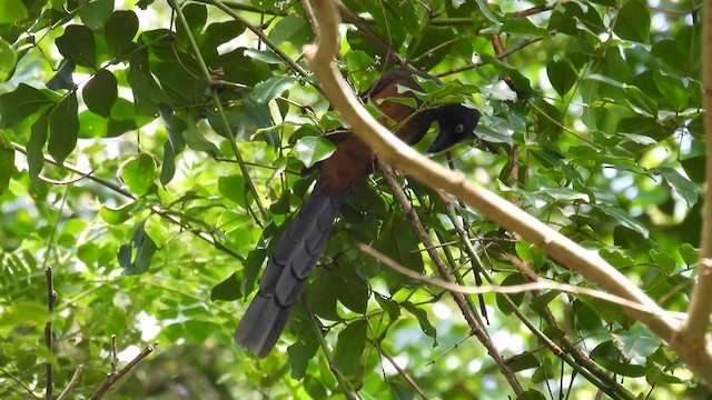 Andaman Treepie - ML611905348