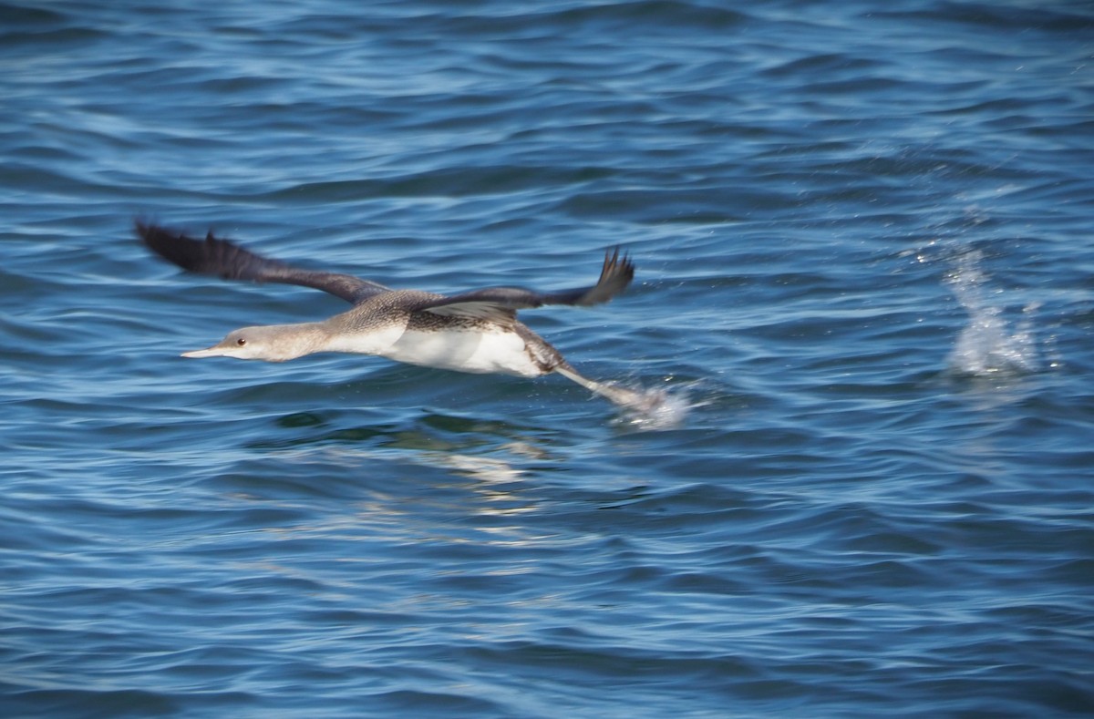 Red-throated Loon - ML611905363