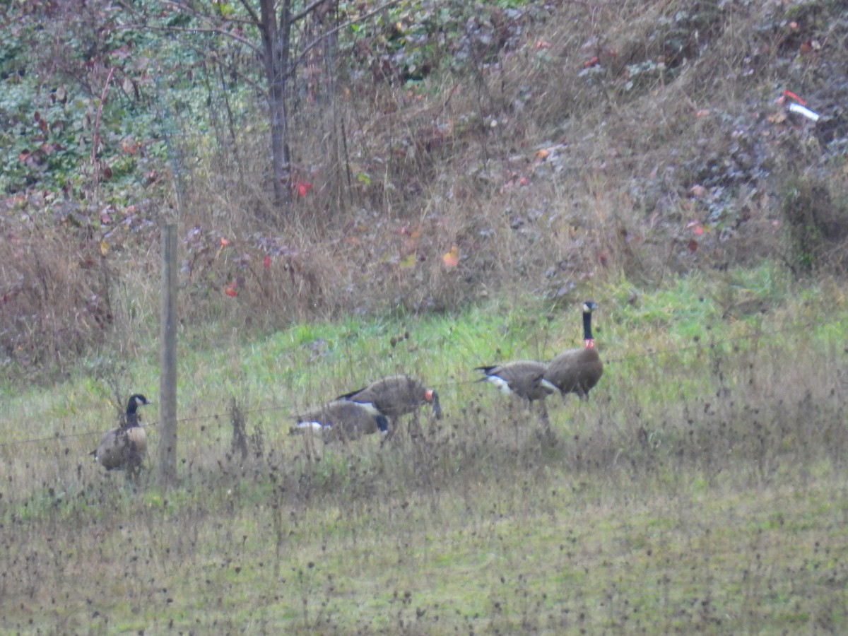 Canada Goose (occidentalis/fulva) - ML611905406