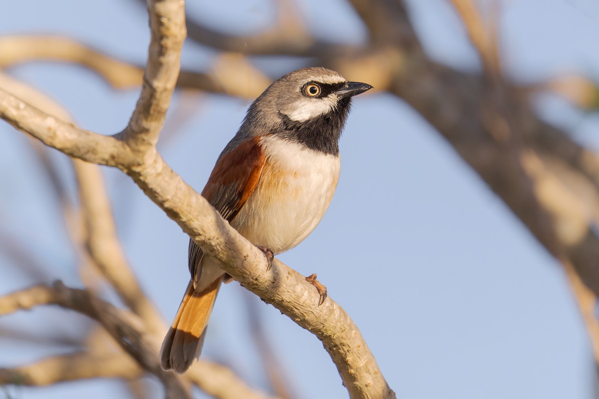 Red-shouldered Vanga - Mario Vigo