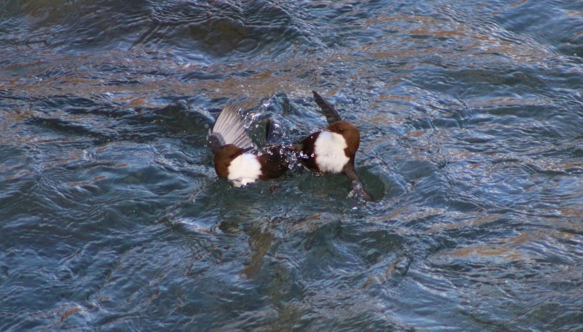 White-throated Dipper - ML611905428