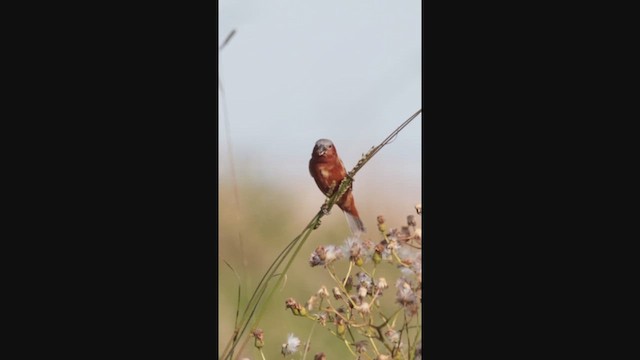 Tawny-bellied Seedeater - ML611905455
