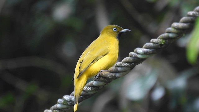 Andaman Bulbul - ML611905510