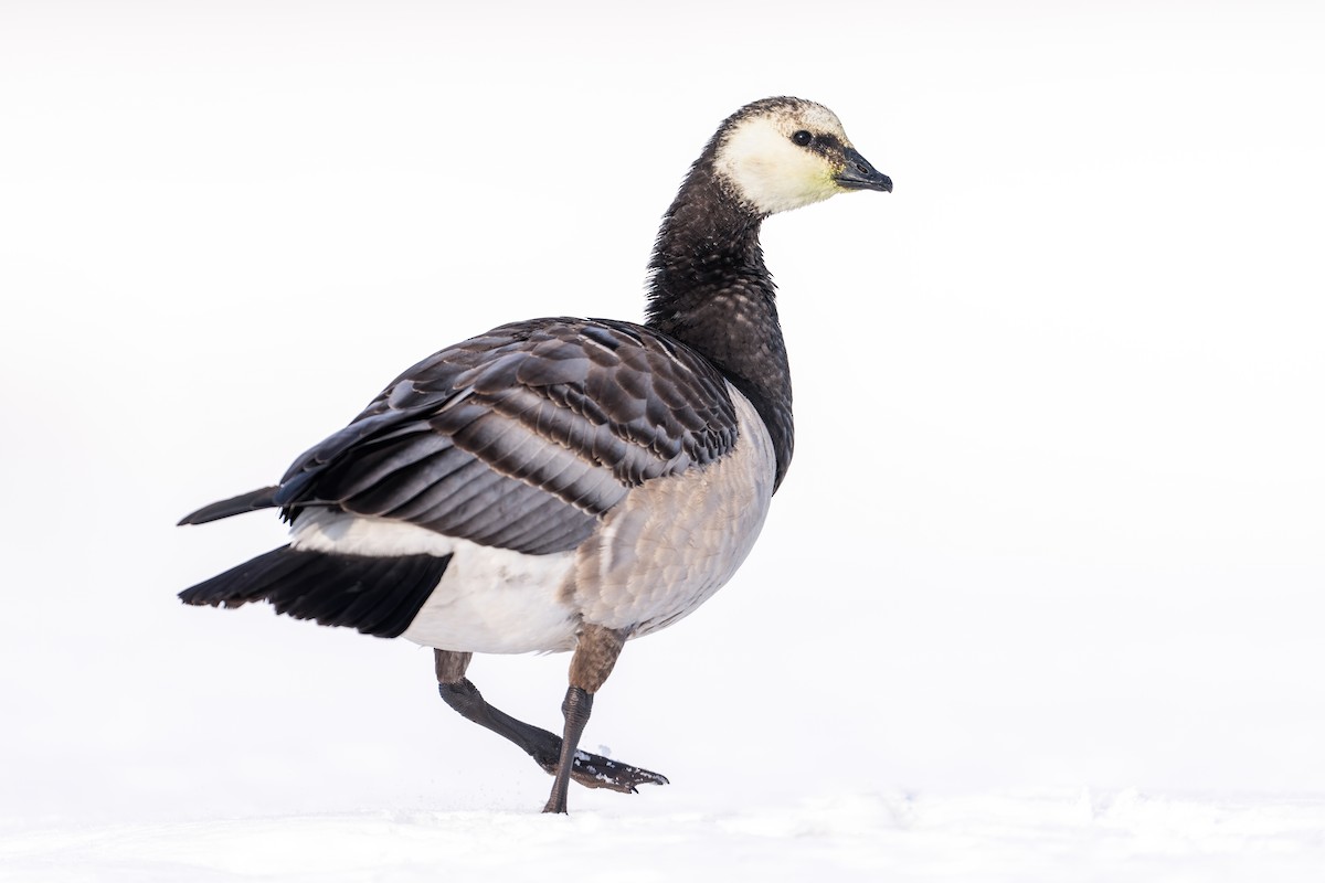 Barnacle Goose - ML611905558