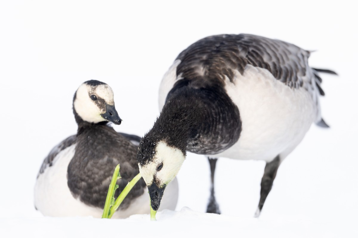 Barnacle Goose - ML611905559