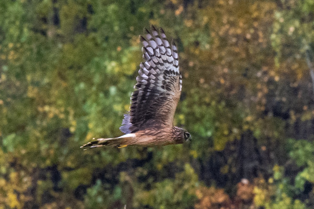 灰澤鵟 - ML611905592