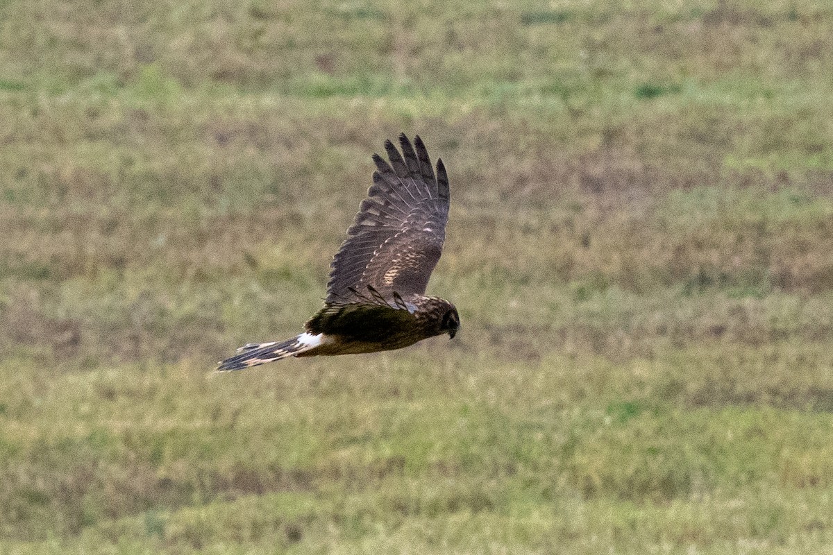 灰澤鵟 - ML611905593