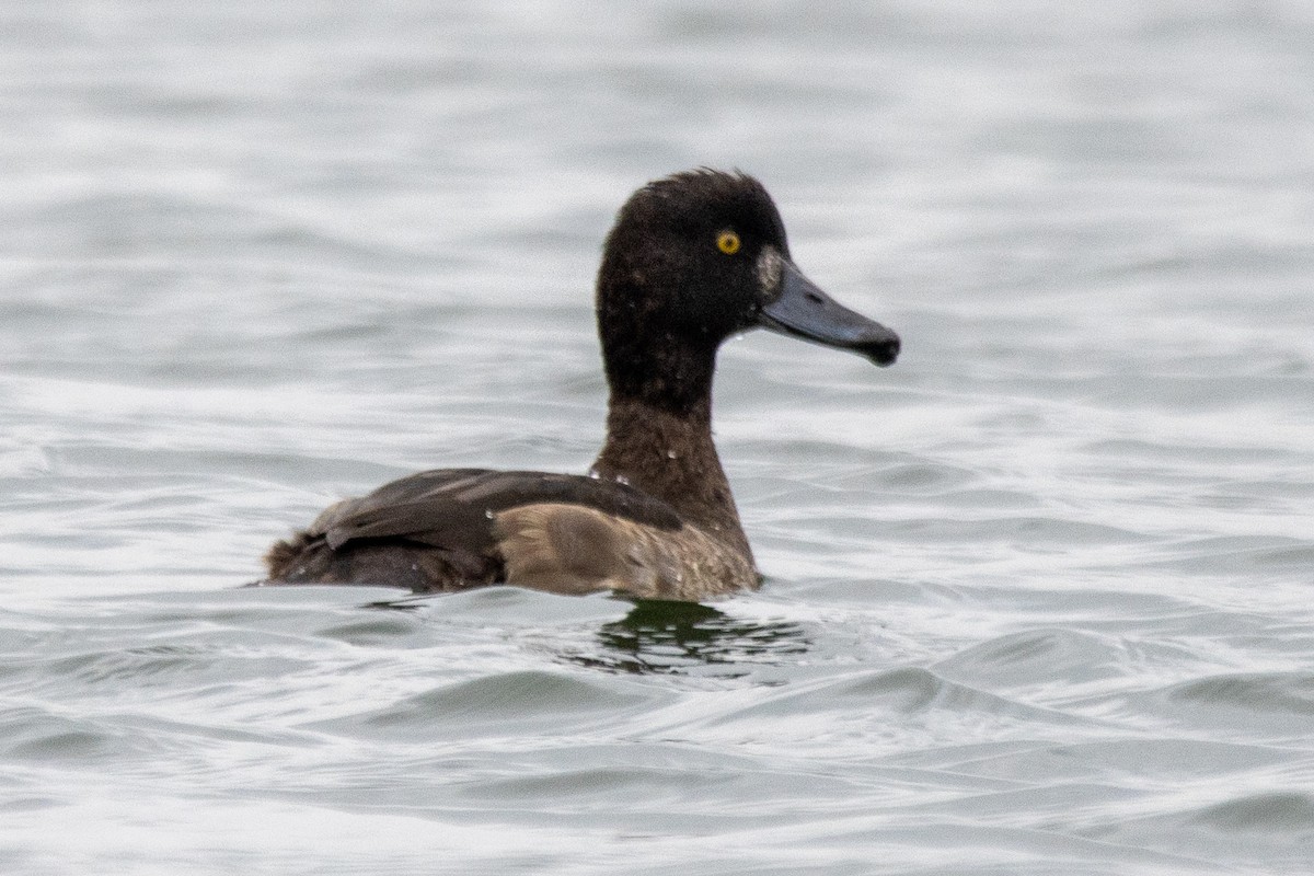 Tufted Duck - ML611905668