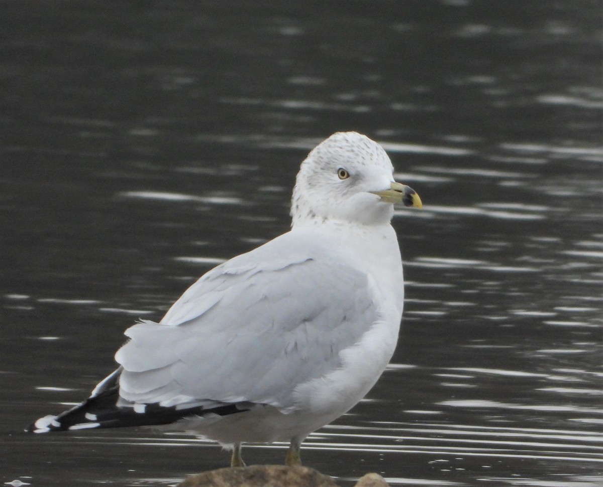 Ring-billed Gull - ML611905674