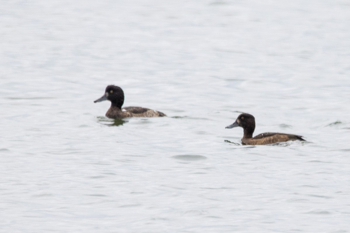 Tufted Duck - ML611905677