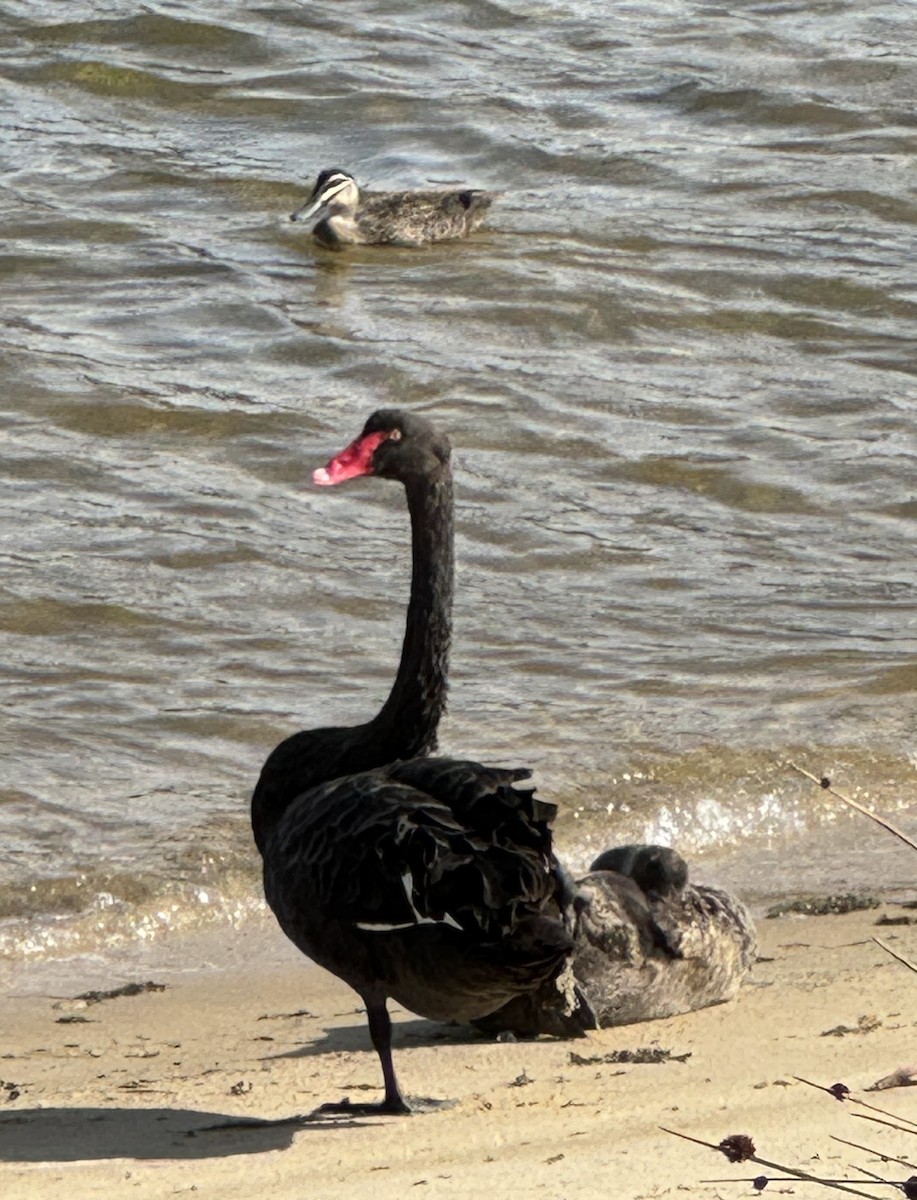 Black Swan - Athena Koeppel