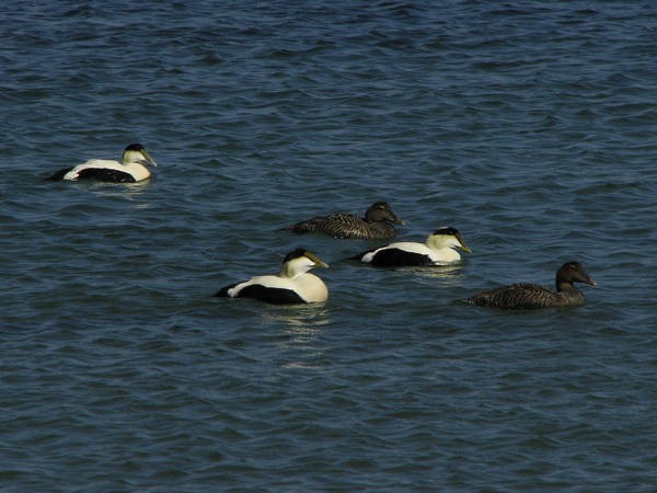 Common Eider - ML611905853