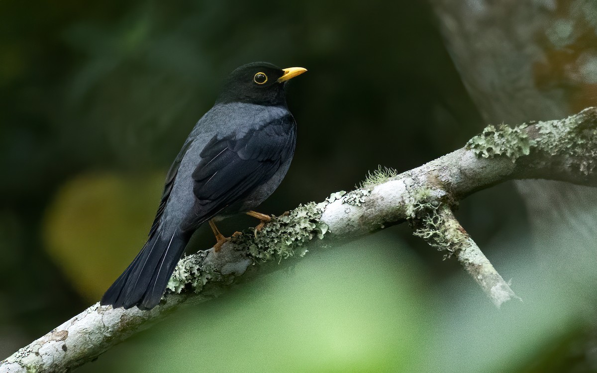 Yellow-legged Thrush - ML611905861