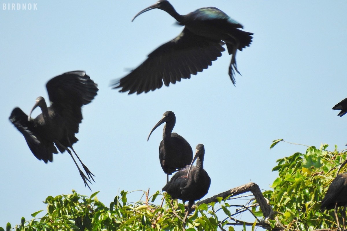 Glossy Ibis - ML611905872