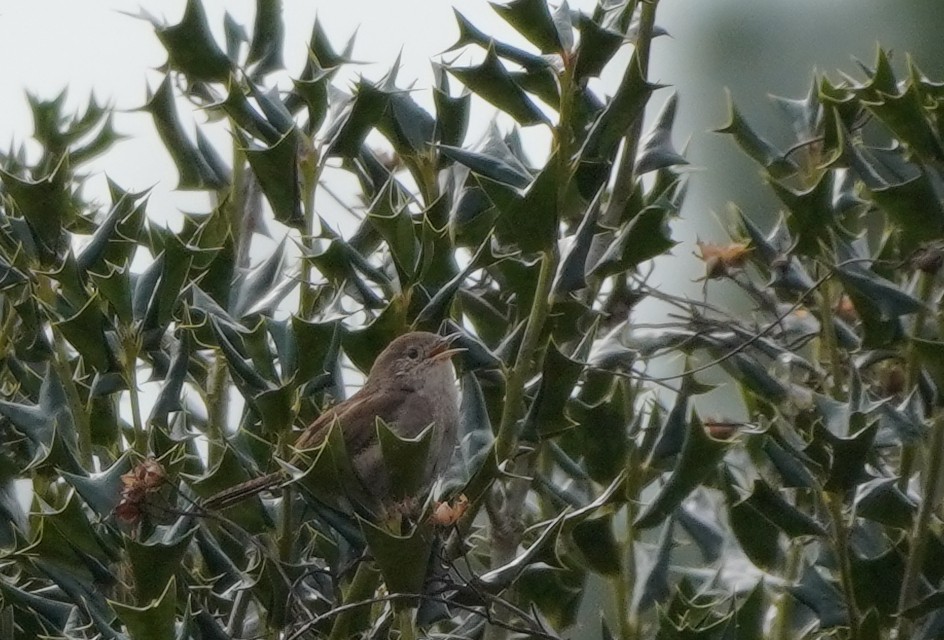 Chochín Criollo - ML611905884