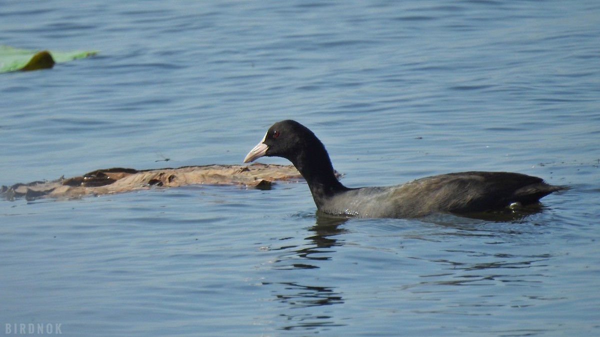 Eurasian Coot - ML611905915