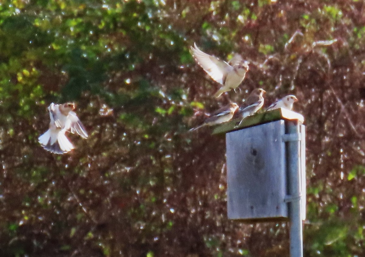 Snow Bunting - ML611906015