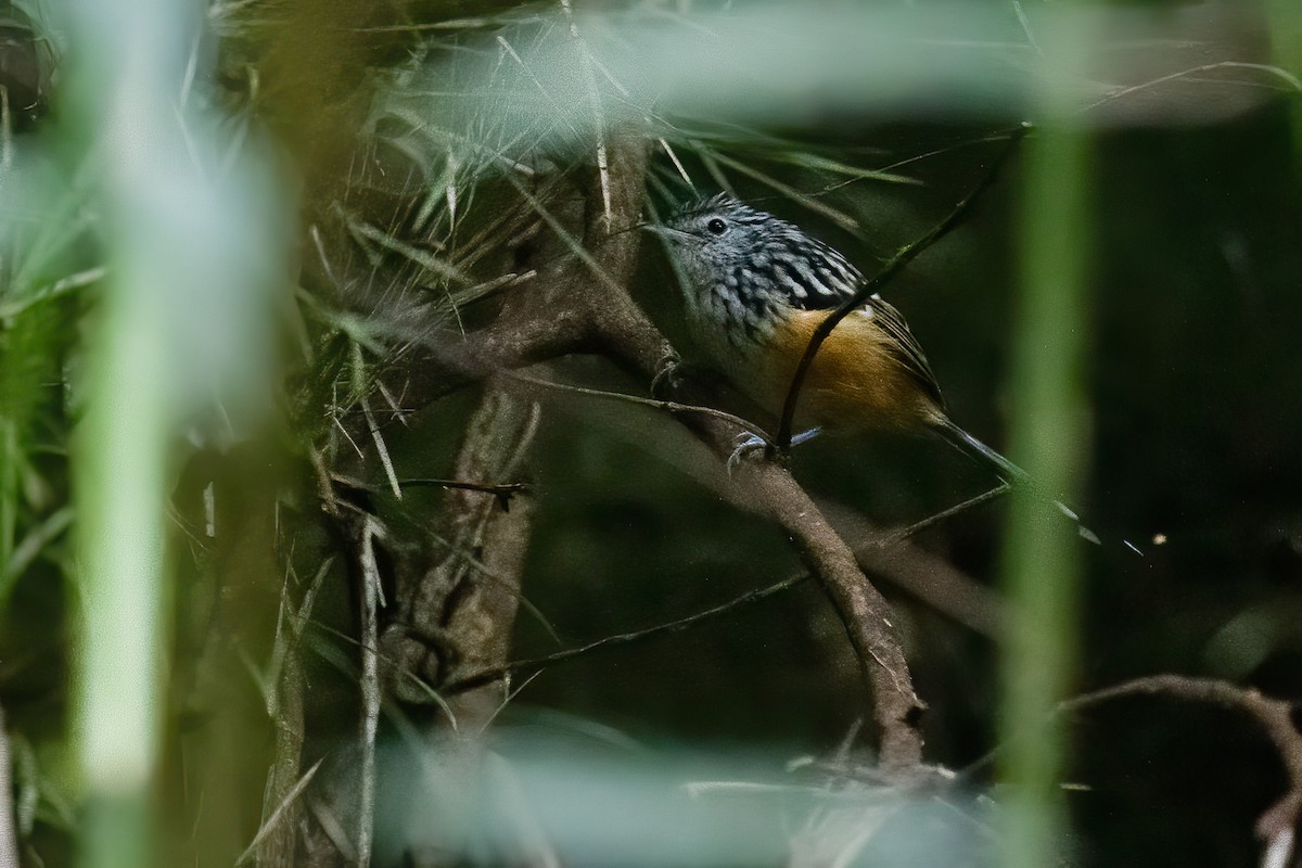 Klages's Antbird - ML611906021