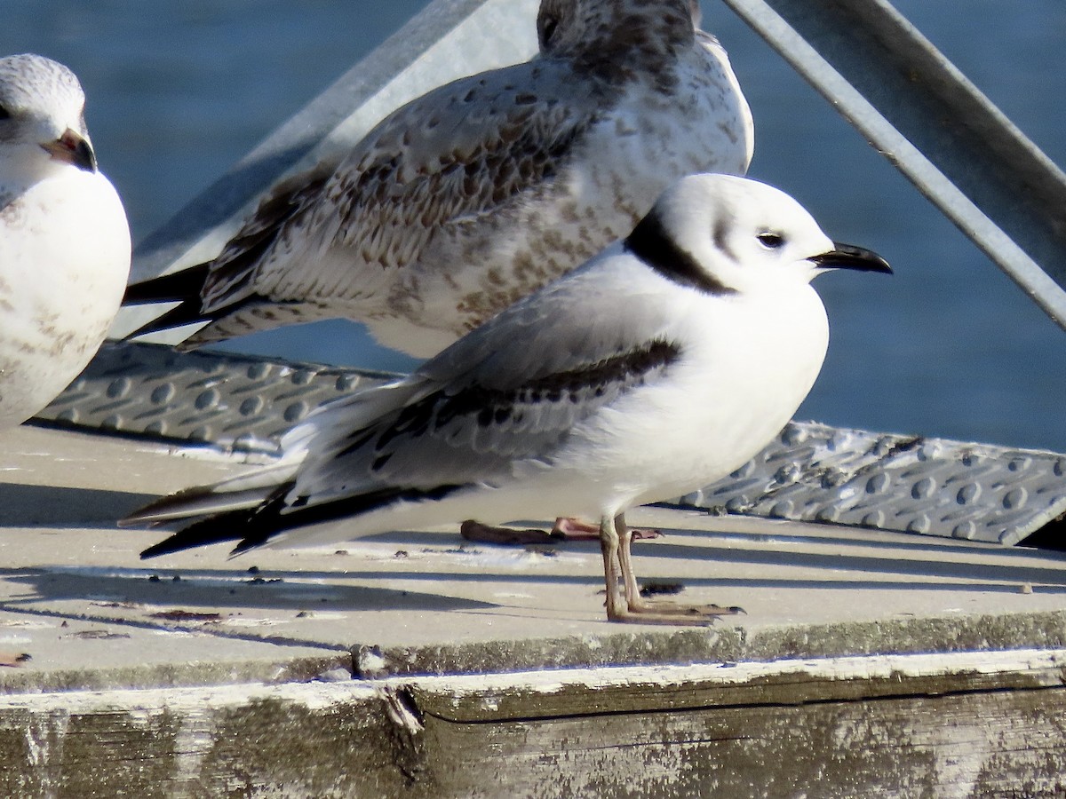 Mouette tridactyle - ML611906081