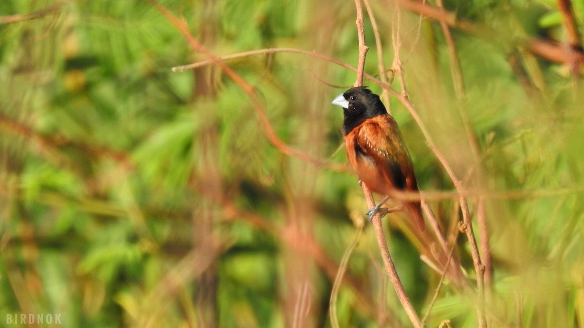 Chestnut Munia (Chestnut) - ML611906095