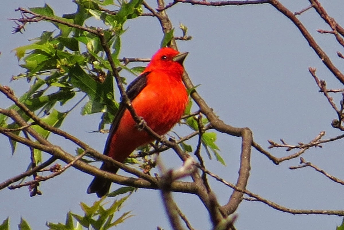 Scarlet Tanager - ML611906100