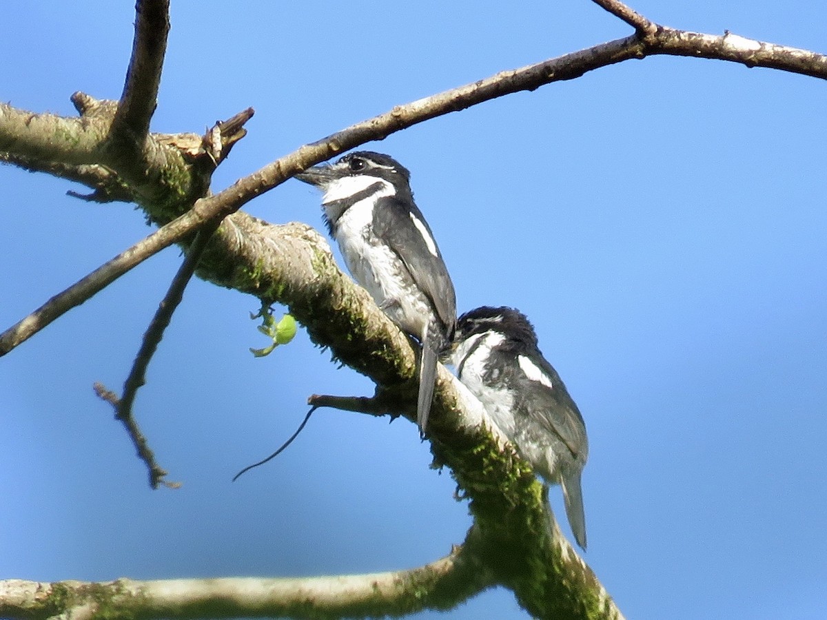 Pied Puffbird - ML611906135