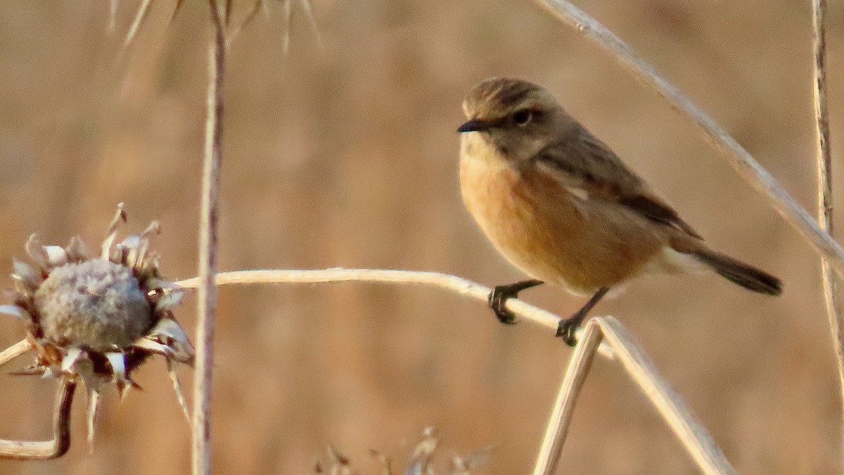 European Stonechat - ML611906253