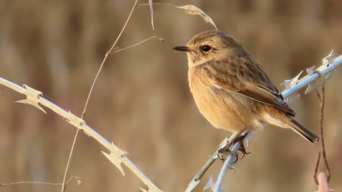 European Stonechat - ML611906254