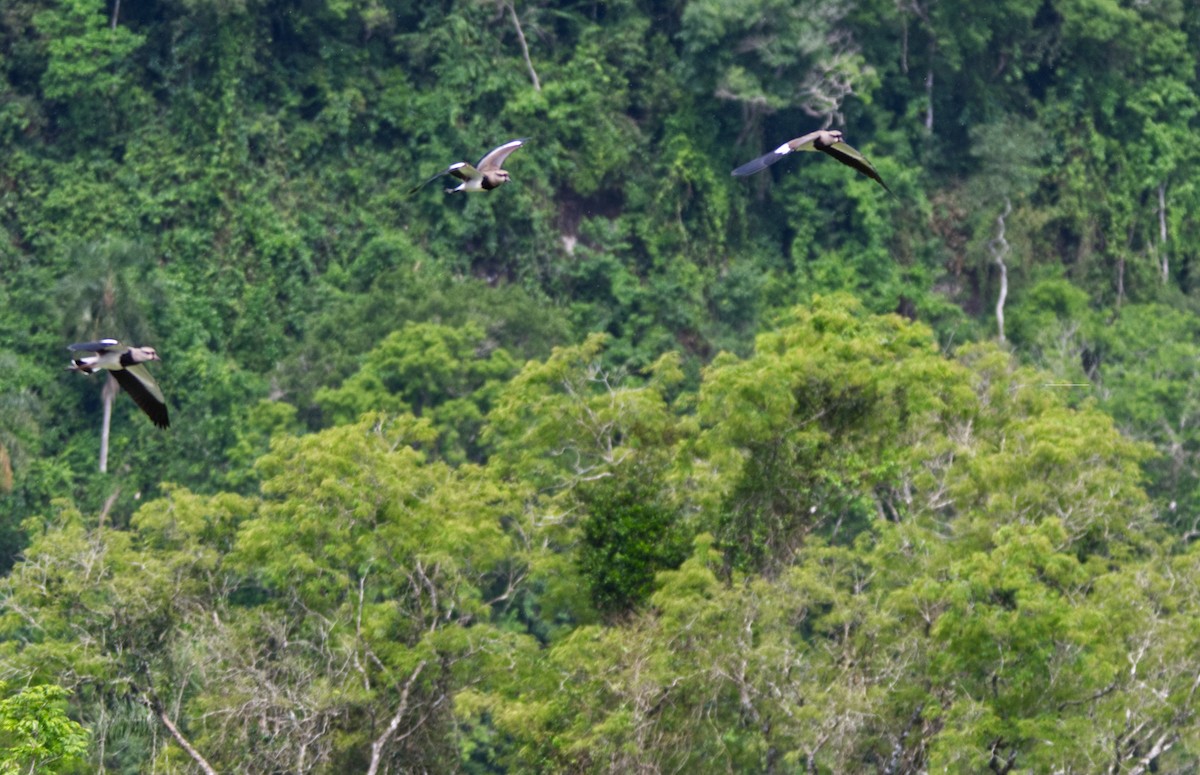 Southern Lapwing - ML611906256