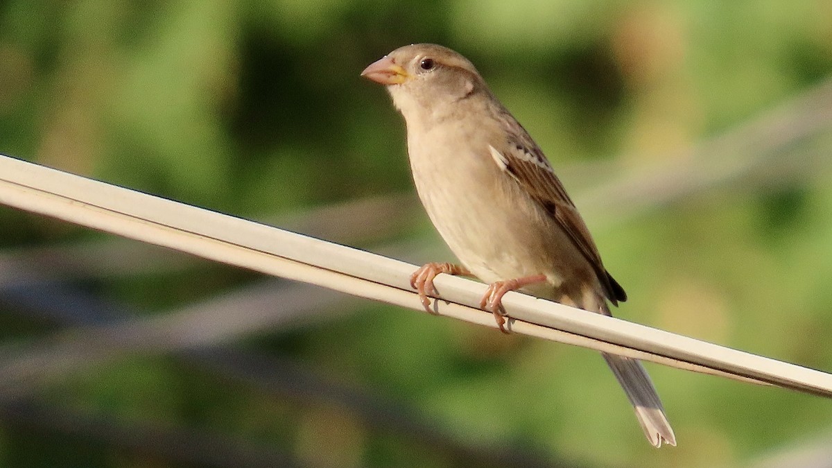 House Sparrow - ML611906281