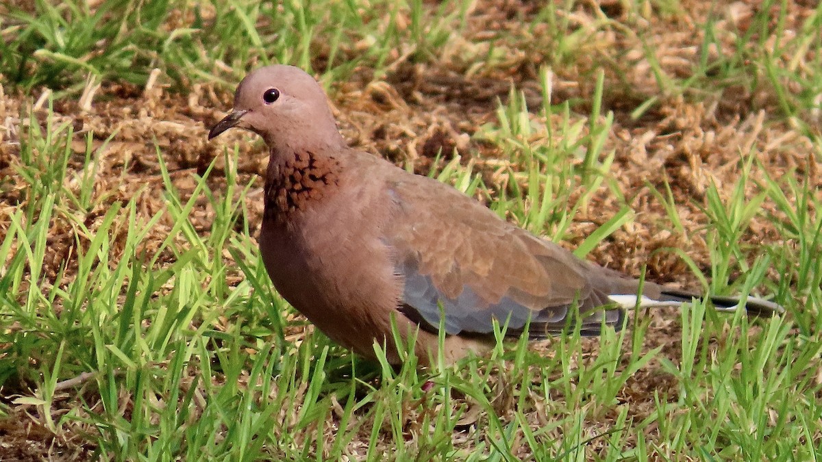 Laughing Dove - ML611906293