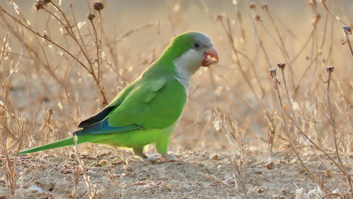 Monk Parakeet - ML611906302