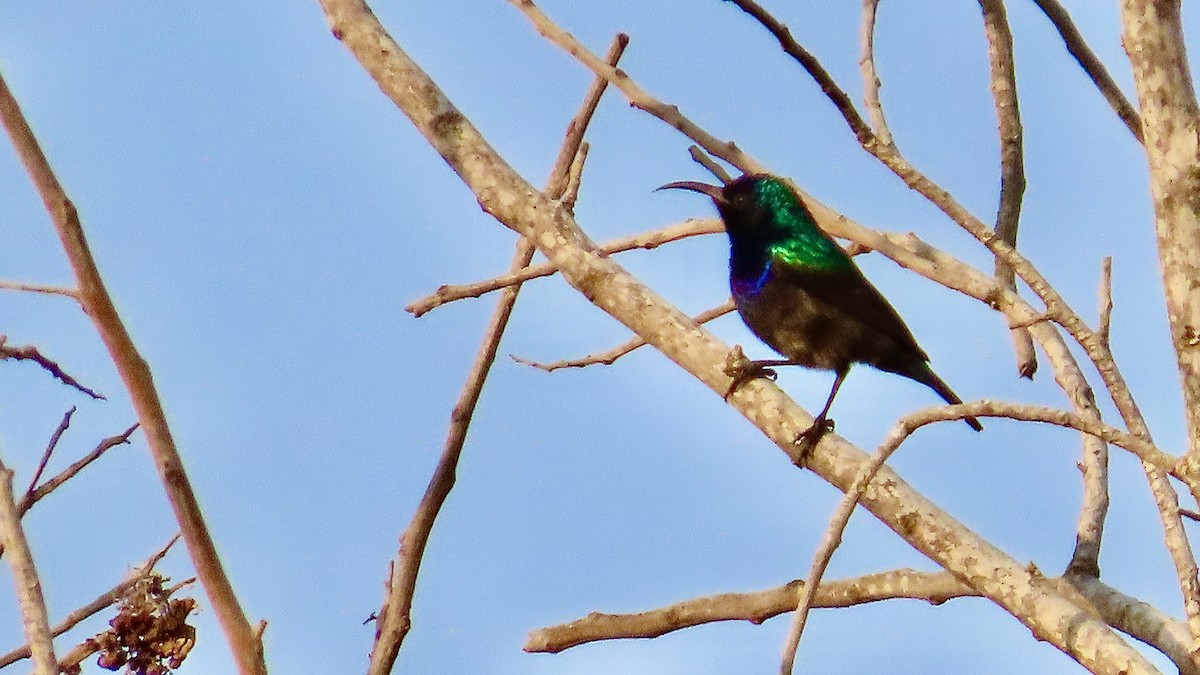 Palestine Sunbird - ML611906307