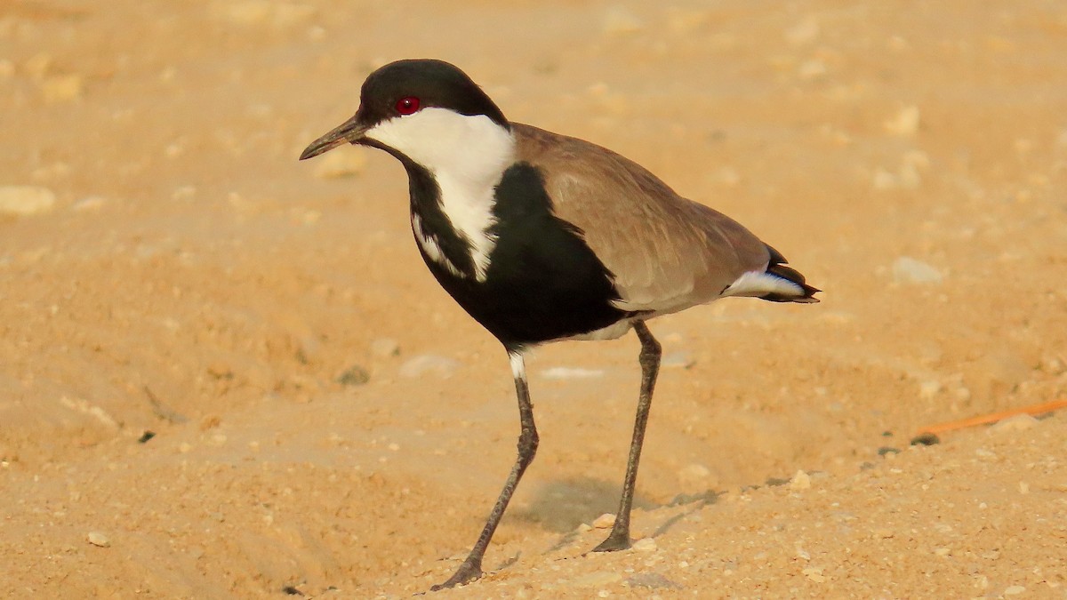 Spur-winged Lapwing - ML611906318