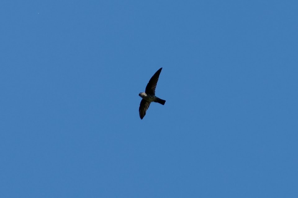 Pygmy Swiftlet - ML611906319