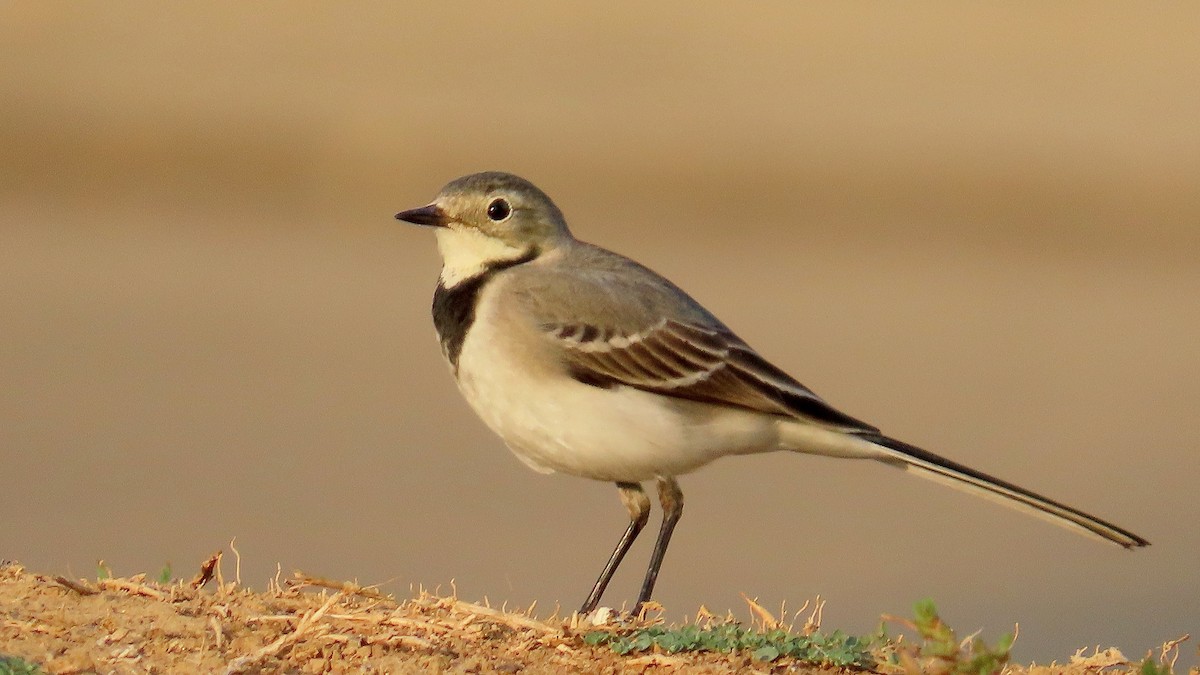 White Wagtail - ML611906321