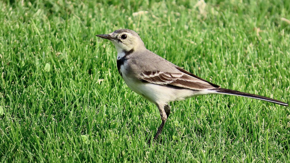 White Wagtail - ML611906322