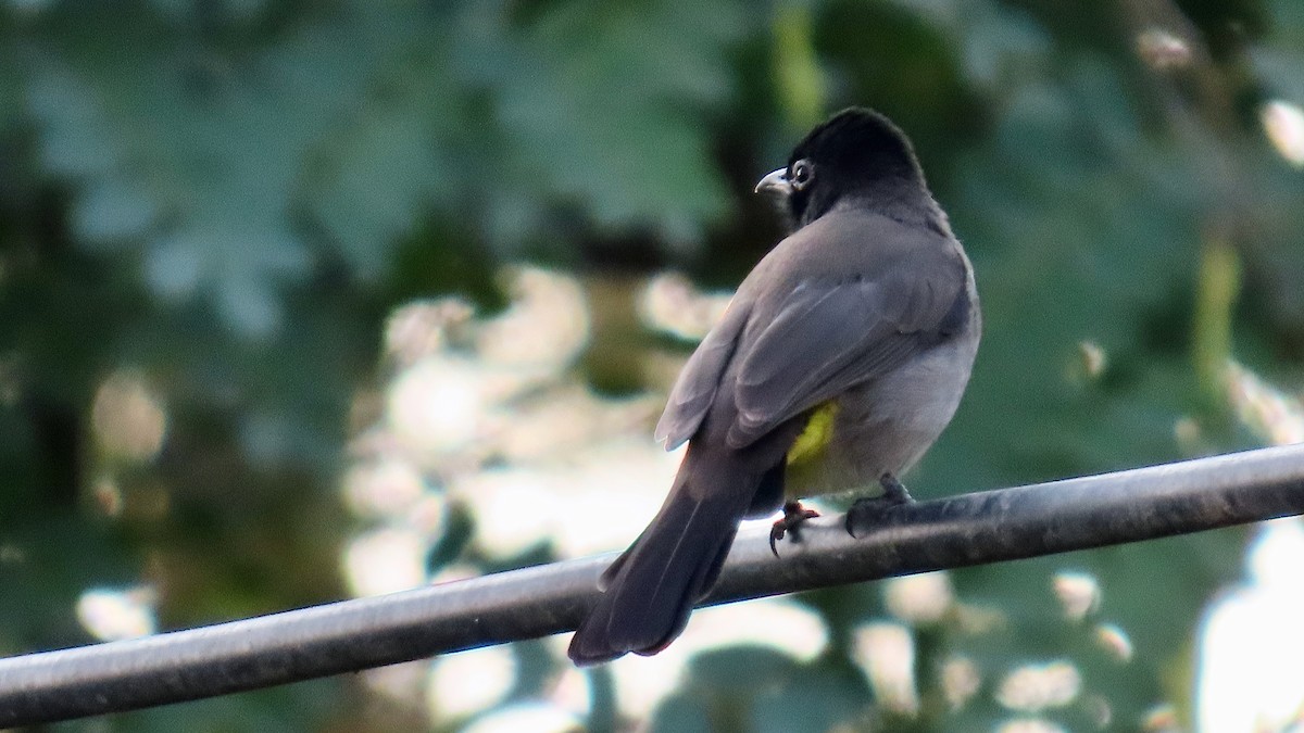 White-spectacled Bulbul - ML611906334