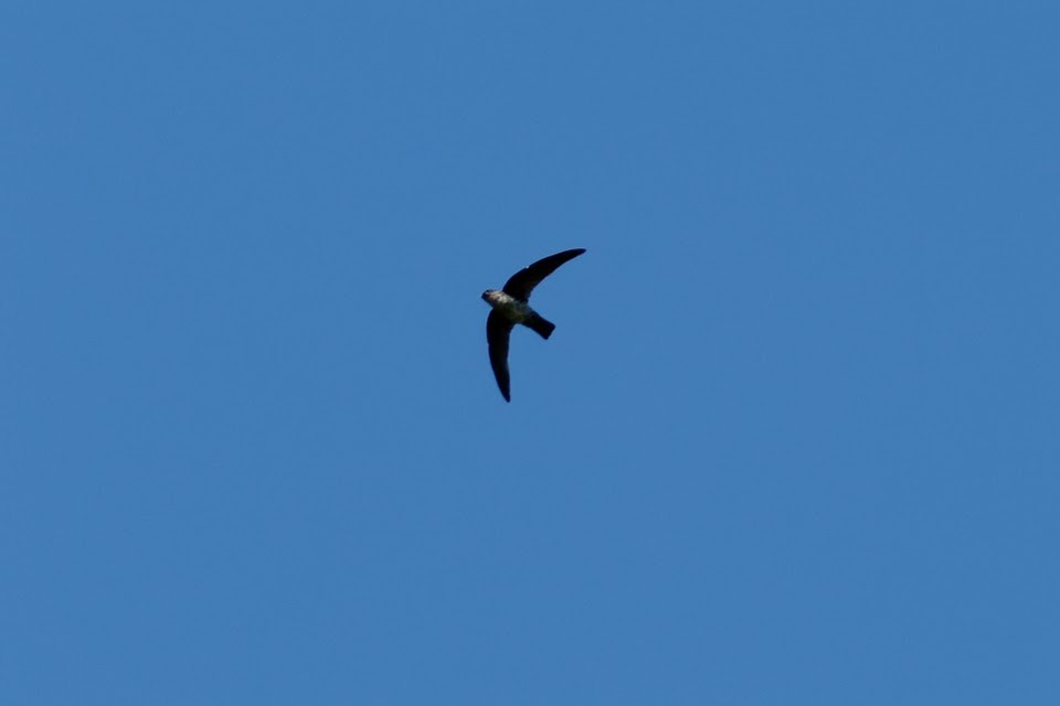 Pygmy Swiftlet - ML611906339