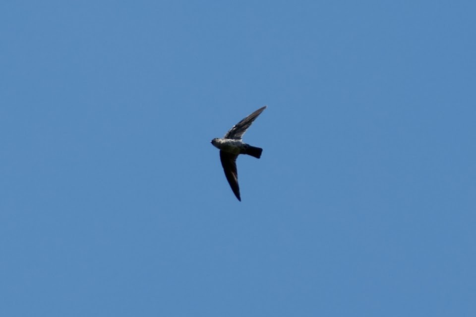 Pygmy Swiftlet - ML611906371